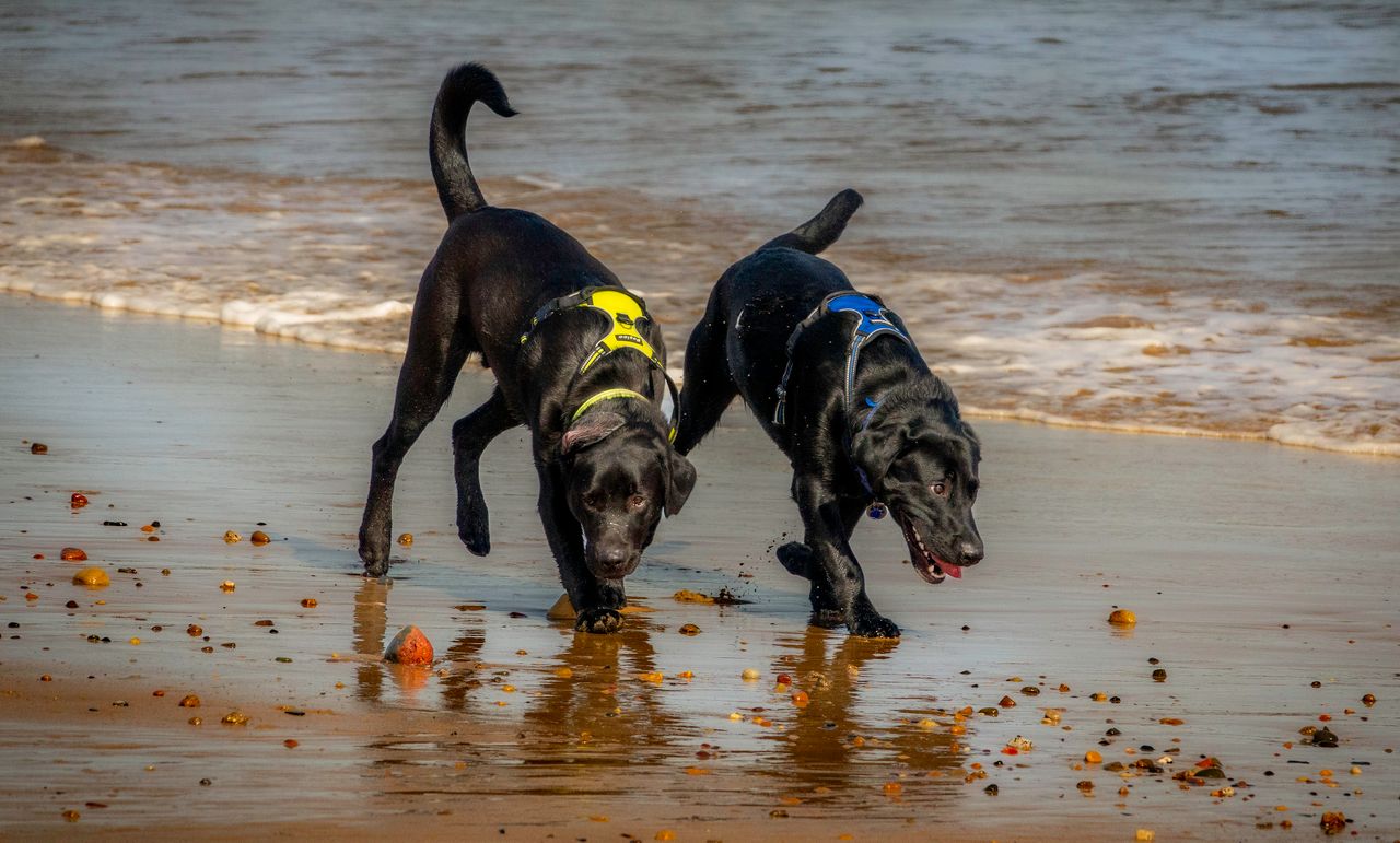 Two black Labrador Retrievers joyfully playing on a sandy beach with colorful stones.