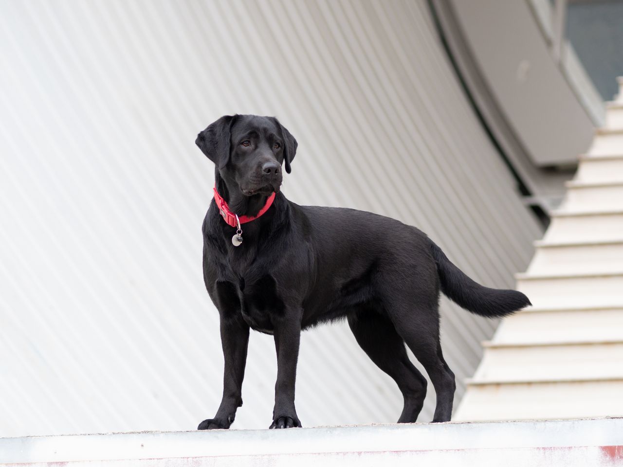 The Art of Drawing Readers In: Your attractive post title goes here Majestic black Labrador retriever wearing a red collar stands outdoors on a modern architectural background.