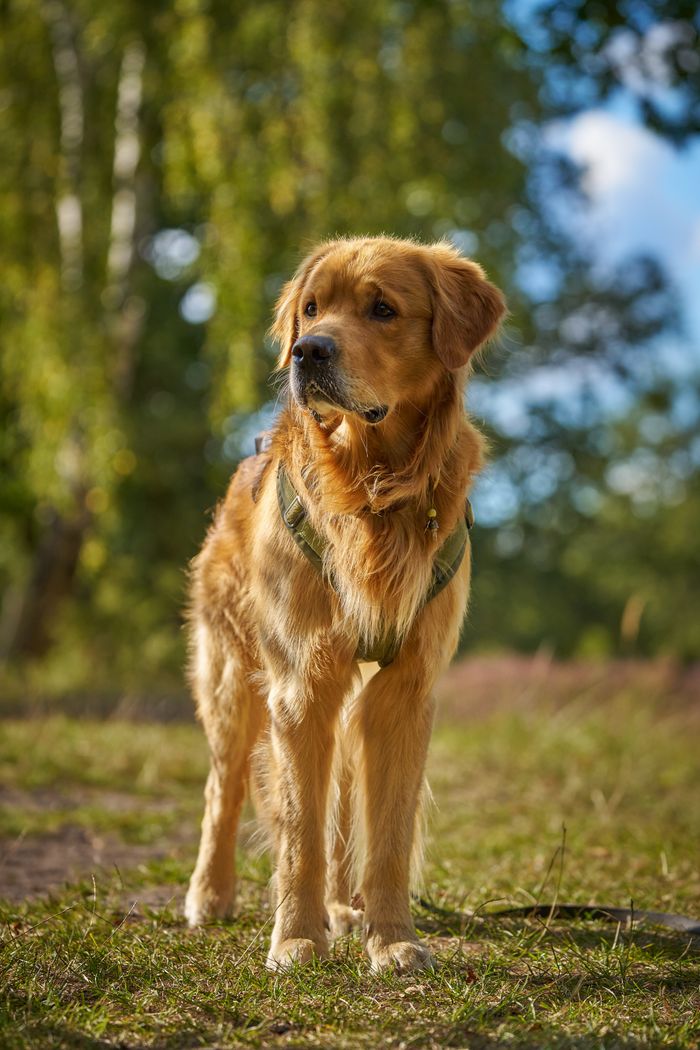 Golden Retriever standing in a sunlit forest clearing, exuding alertness and charm.