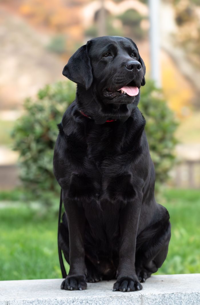 Mastering the First Impression: Your intriguing post title goes here A black Labrador Retriever sitting on a stone in a lush green park outdoors.
