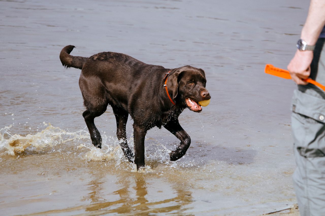 Crafting Captivating Headlines: Your awesome post title goes here A joyful Labrador retriever playing fetch in the water with its owner on a sunny day.